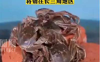 新疆大螃蟹发货了 直销长三角：三文鱼、南美对虾等也管够